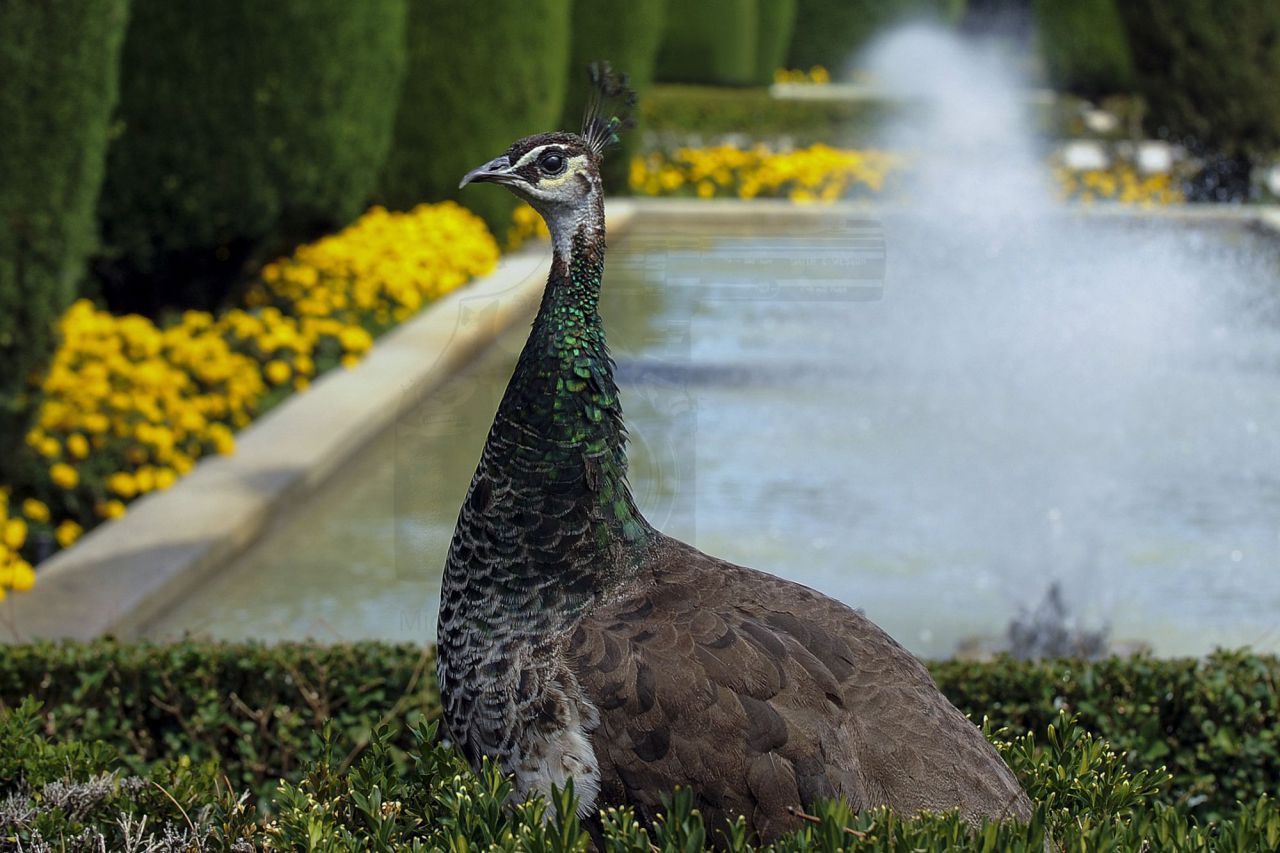 Los Jardines de Cecilio Rodríguez