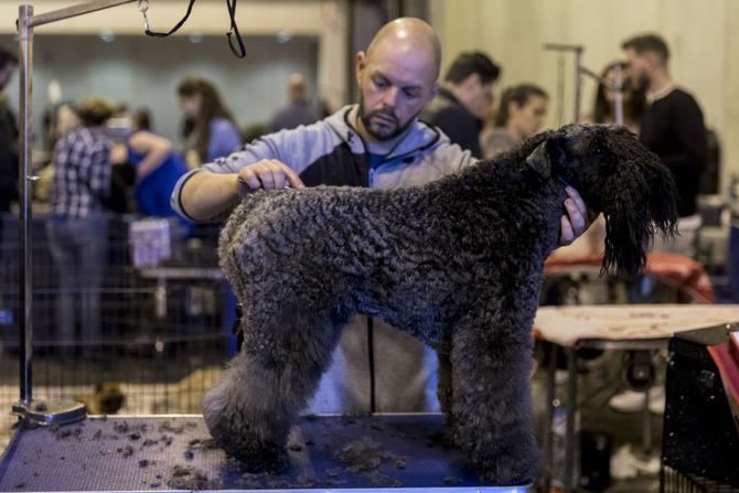 Tras el final del confinamiento en mayo de 2020, son muchos las familias que han comprado o adoptado una mascota. 