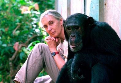 Jane Goodall, tres décadas de activismo por los animales