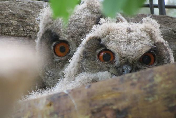 En espacios interiores, como el acuario o tierra de gorilas, se limitará el aforo mediante cámaras de conteo, señalización y control del personal de operaciones mientras que las actividades educativas de aves, delfines y leones marinos se limitará un tercio del aforo con indicaciones específicas de distanciamiento social.