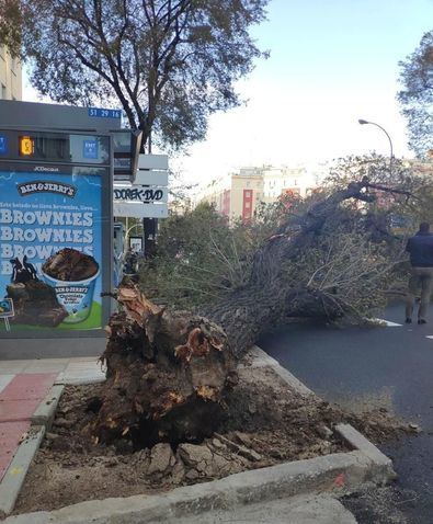 Un árbol cae sobre un coche en Príncipe de Vergara