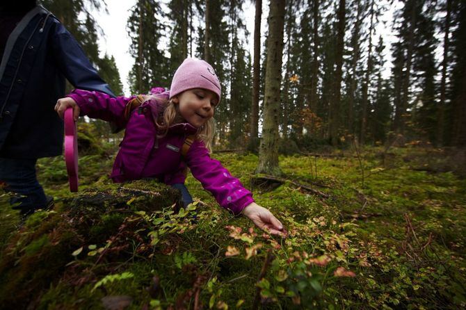 Muchos finlandeses pasan los fines de semana de otoño buscando setas. La gente recolecta las setas que se encuentran próximas a sus propias casas, en sus cabañas alejadas de las ciudades, o yendo a bosques cercanos y parques nacionales.