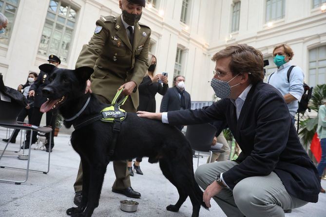 La campaña ‘Adopta un Jubilado 2021’, organizada por la Asociación Héroes de 4 Patas, busca ofrecer una familia a perros jubilados tras haber prestado su servicio en las Fuerzas y Cuerpos de Seguridad del Estado, de las unidades de policías autonómicas y locales, Protección Civil, Bomberos o empresas de seguridad privada.   