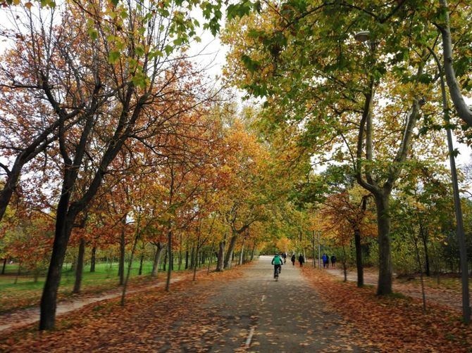 En la Casa de Campo están operativas zonas como el paseo del Robledal, que conduce al Parque de Atracciones; la carretera de Zarzón, que lleva al Zoo y diversos espacios del gran pulmón de Madrid.