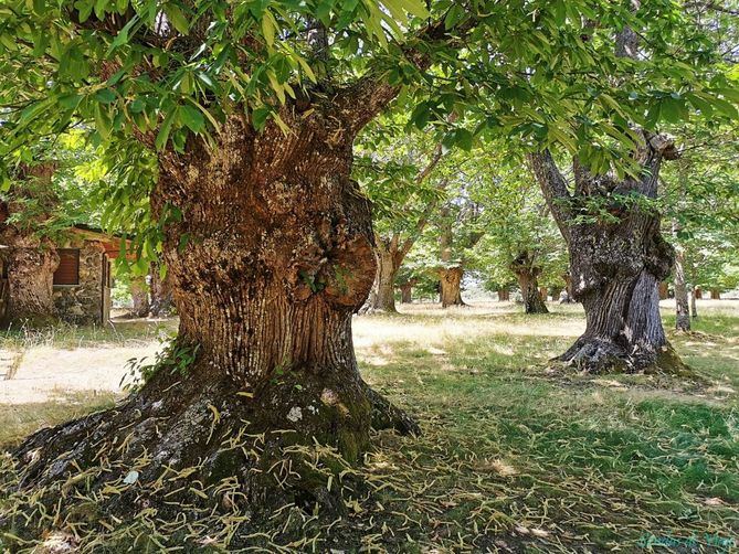 En Sanabria y dentro del enclave del santuario de la Virgen de la Alcobilla, encontramos unos impresionantes monumentos naturales, que han visto pasar casi un milenio de historias a sus pies. Unos árboles que estaban antes de que se levantase el santuario y que, con los siglos, han adquirido un tamaño espectacular.