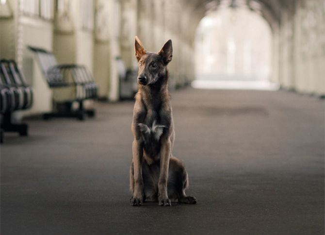 El estudio constata que el número de perros y gatos recogido por las protectoras españolas durante 2020 sin identificación sigue siendo muy elevado.