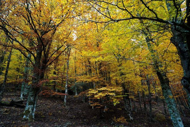 Existe la posibilidad de obtener la autorización de manera presencial el mismo día que se quiera realizar la visita, en el Centro de Recursos e Información de la Reserva de la Biosfera Sierra del Rincón, ubicado en la calle Real, 64 de Montejo de la Sierra.