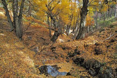 Una escapada al Abedular de Canencia