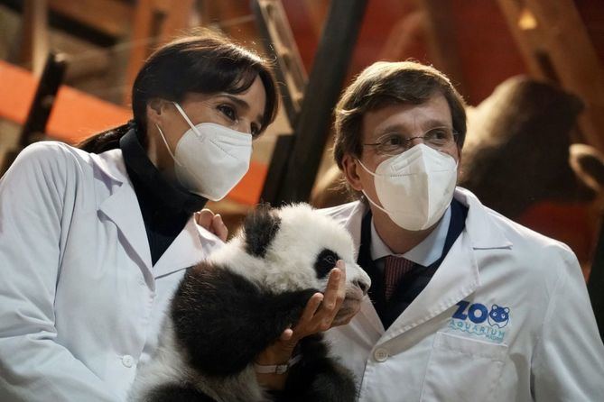 Amistad y Duradera (You You y Jiu Jiu) son los nombres que los niños de Madrid han elegido para los gemelos de oso panda que nacieron en septiembre en el Zoo Aquarium.