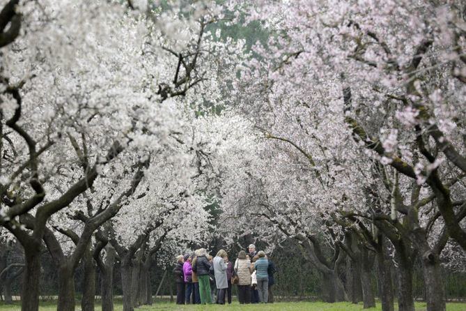 Un año más, los 1.500 almendros de la Quinta de los Molinos están ya preparados para teñir de blanco y rosado esta finca-jardín de carácter único de la ciudad de Madrid, un espectáculo natural que los madrileños pueden disfrutar en este paraje histórico ubicada en el distrito de San Blas-Canillejas.