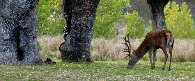 El Plan de Protección Medioambiental del Monte de El Pardo permite compatibilizar la conservación de este singular espacio con el uso público, siendo accesible una zona de unas 1.000 hectáreas entre el casco urbano del Real Sitio y su extremo Sur. Existen zonas de aparcamiento, sendas ecológicas, miradores y áreas de recreo debidamente señalizadas.