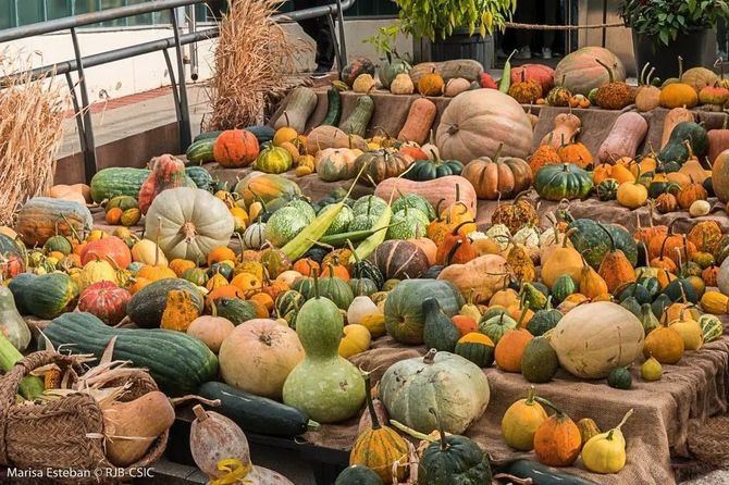 La exposición de calabazas se puede visitar junto al invernadero Santiago Castroviejo.