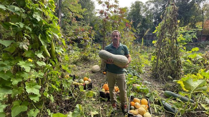 El jardinero Eustaquio Bote preparando en el huerto la selección de calabazas para la exposición.