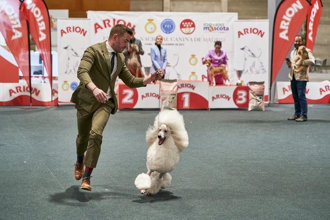 Además de los más de 3.000 perros y más de 120 ejemplares de gatos de 20 razas distintas, los visitantes podrán ver e interactuar con burros, loros y papagayos.