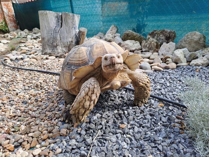 La Tortuga Africana de Espolones estará también presente en la feria, con dos parejas de la especie de 23 y 12 años.