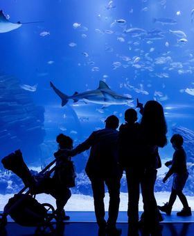 Atlantis Aquarium celebra el Día Mundial de los Océanos con un taller biológico y nuevos habitantes marinos