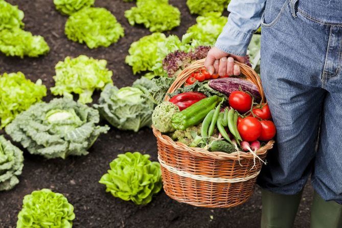 Los visitantes de Fruit Attraction 2023 podrán disfrutar de un completo programa de actividades, que refleja la importancia productiva, comercial y gastronómica de una de las verduras más consumidas a nivel mundial y de la que España es el primer país exportador del mundo: la lechuga.