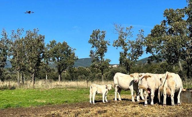 La Comunidad de Madrid ofrece a los ganaderos un servicio gratuito de detección con drones que, mediante cámaras térmicas, permite identificar animales enfermos en las explotaciones extensivas, especialmente útil para localizar casos de Enfermedad Hemorrágica Epizoótica (EHE).