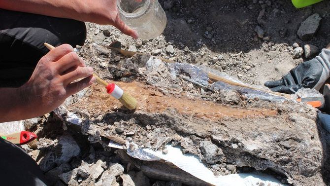 Los hallazgos se han producido durante los trabajos de construcción del Centro Logístico de Bomberos, que está ejecutando el Área de Obras y Equipamientos. Los fósiles han sido depositados en el Museo Arqueológico Regional de la Comunidad de Madrid, en Alcalá de Henares.
