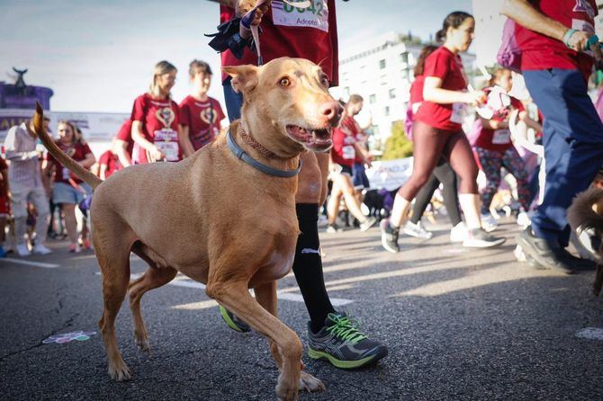 Perrotón, asociación sin ánimo de lucro de carácter nacional, recibirá el 30 % de la recaudación de las inscripciones a la carrera con el objetivo de desarrollar campañas de sensibilización, esterilización, prevención de la leishmaniosis y castración de perros y gatos en protectoras con bajos recursos económicos.