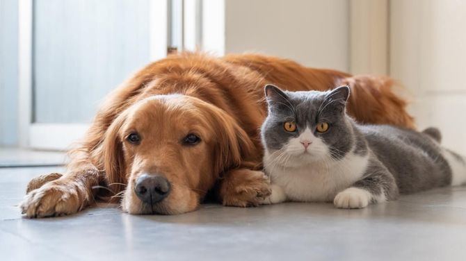 La Comunidad de Madrid organiza el XVIII Salón de la Adopción de animales de compañía, que se celebra este fin de semana en la explanada de Puente del Rey de la capital madrileña (Madrid Río), por tercer año consecutivo.

