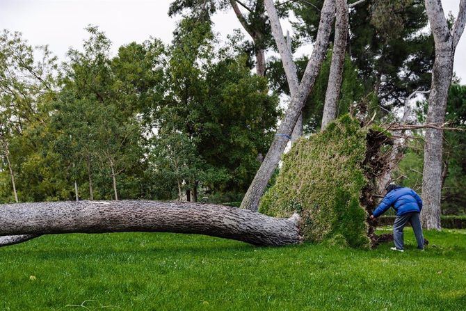 El Ayuntamiento está revisando el arbolado de sus grandes parques para garantizar la seguridad y por la previsión de fuertes vientos este fin de semana.