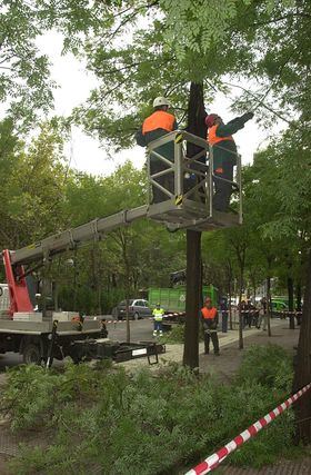 Madrid revisa el arbolado de sus grandes parques para garantizar la seguridad y por la previsión de fuertes vientos