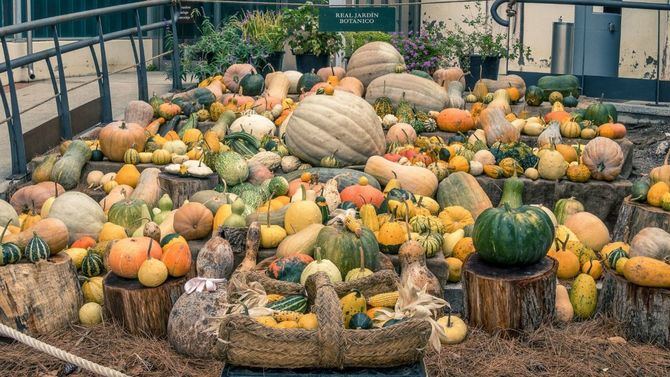 La exposición 'Calabazas' se encuentra a la entrada del invernadero de exhibición Santiago Castroviejo. 