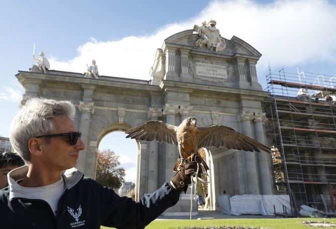 Las rapaces ahuyentarán a las palomas, causantes de la afección biológica más destacada detectada en el monumento durante los trabajos de restauración.