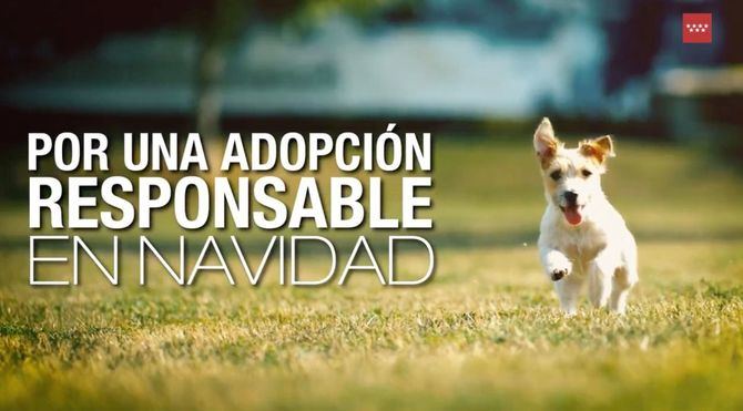 Se han entregado 4.500 perros y gatos a nuevos hogares en los primeros nueve meses de 2023, y se ha observado una reducción del abandono en comparación con el año anterior.