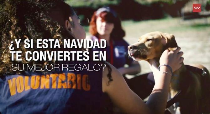 La pieza audiovisual busca sensibilizar a la población para que, durante estas fechas, no vean a los perros y gatos como un presente o un juguete, sino como una segunda oportunidad para estos de encontrar un hogar y una familia.