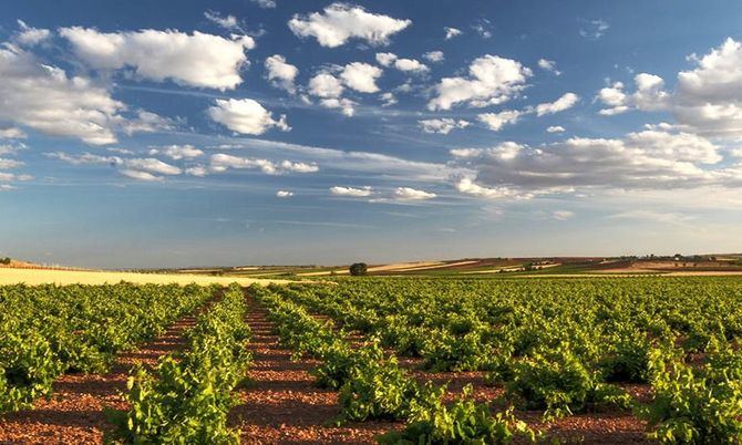 Tres planes llenos de sabor por la Ruta del Vino de La Mancha, para amantes del vino y el carnaval