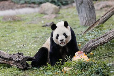 Los osos panda del Zoo vuelven a China