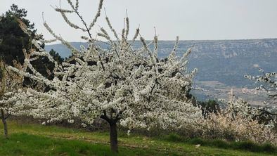 Espectáculo natural, con 50.000 cerezos en flor