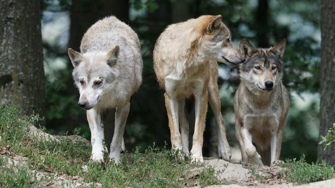 El lobo ibérico es una especie protegida por la Unión Europea, cuya supervivencia debe ser compatible con la ganadería extensiva. Según los últimos datos registrados, los ataques al ganado realizados por esta especie, buitres y perros asilvestrados han disminuido en un 67,34%.