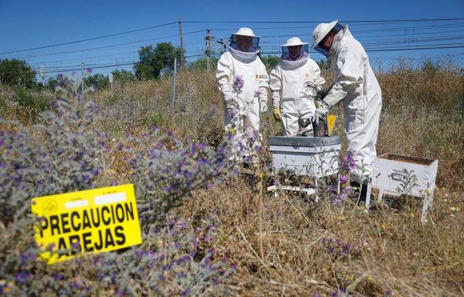 En primavera se produce un aumento de llamadas al teléfono de emergencias alertando de la presencia de colmenas en núcleos urbanos.