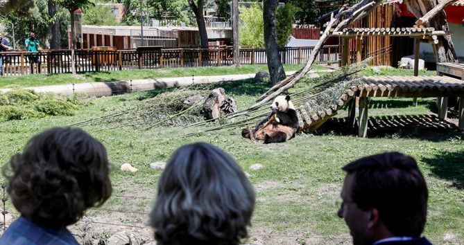 La ciudad de Madrid ha dado este jueves la bienvenida a una nueva pareja de osos panda gigantes. Jin Xi y Zhu Yu han dado así el relevo a la familia de cinco miembros que se despidió del zoo de la capital el pasado mes de febrero.