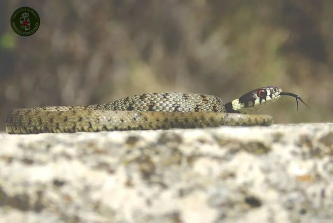 La presencia de culebras y serpiente autóctonas en viviendas o locales, especialmente los cercanas a áreas de campo, es habitual en esta época del año, ya que coincide con el buen tiempo y el apareamiento de muchas especies. 