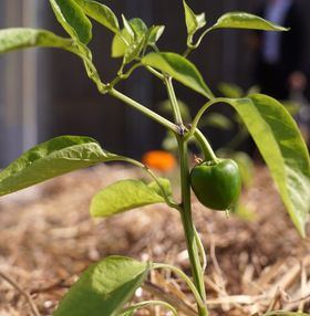 Los huertos urbanos sostenibles favorecen el negocio relacionado con la producción de la huerta y el comercio de proximidad.