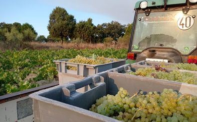 Arranca la vendimia, en San Martín de Valdeiglesias