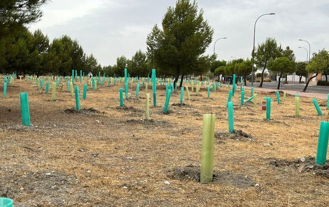 Según los denunciantes, 'en la ciudad, según estadísticas municipales, hay algo más de 663.000 árboles frente a los 700.000 de 2019, lo que quiere decir que, desde que Almeida es alcalde, se han perdido unos 36.000 ejemplares'. 