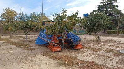 Su plantación ha crecido un 30% en los últimos cinco años, convirtiéndose en el quinto frutícola de la región.