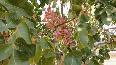 Los cultivos experimentales en la comarca de Lozoya- Somosierra aportan valiosos datos sobre la adaptación a las heladas de este árbol.