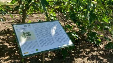 El patrimonio natural de al-Ándalus, en el Botánico