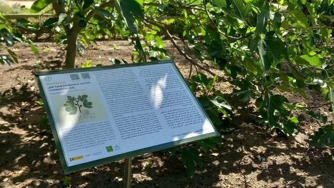 El itinerario, fruto de la colaboración institucional entre el Real Jardín Botánico-CSIC y FUNCI, aglutina principios como la investigación, la conservación y la divulgación. Imagen de la higuera, una de las 15 plantas que integran el recorrido representando la horticultura árabe.