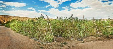 Uno de sus logros más destacados es la recuperación y cultivo de más de 200 variedades de tomates, que prosperan durante el verano en las fértiles vegas del río Tajuña. Este esfuerzo no solo preserva la biodiversidad, sino que también rescata sabores auténticos y características organolépticas únicas de estas variedades casi olvidadas.