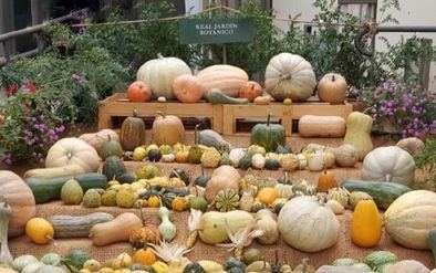 Tiempo de calabazas, no sólo por Halloween