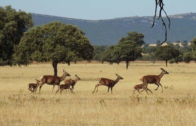 Setas en otoño, agroturismo, observación de aves, flora y fauna, excursiones paleontológicas, astroturismo… Todo un parque temático para disfrutar, tanto en grupos organizados como por uno mismo, Cabañeros, y por ende Entreparques, está considerado como un lugar excelente para la práctica del ecoturismo.