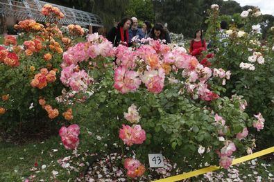 Madrid escoge la rosa más hermosa