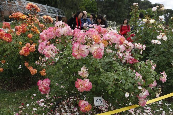El Concurso Internacional continúa siendo un atractivo para los productores de rosas, en el que hay representantes de nueve países.